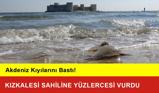 Akdeniz Kıyılarını Bastı: Kızkalesi Sahiline Yüzlercesi Vurdu