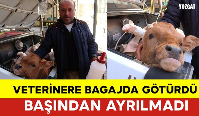 Bagajda Götürdüğü Buzağısının Başından Ayrılmadı