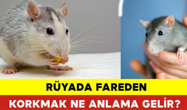 Rüyada Fareden Korkmak Ne Anlama Gelir?