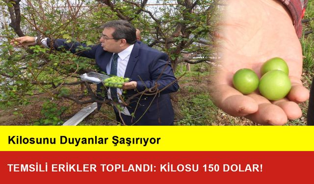 Temsili Erikler Toplandı: Kilosu 150 Dolar!