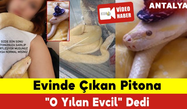 Evinde Çıkan Pitona "O Yılan Evcil" Dedi