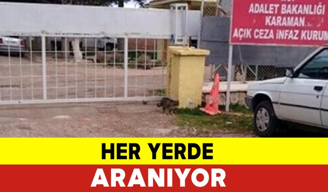 Her Yerde Aranıyor