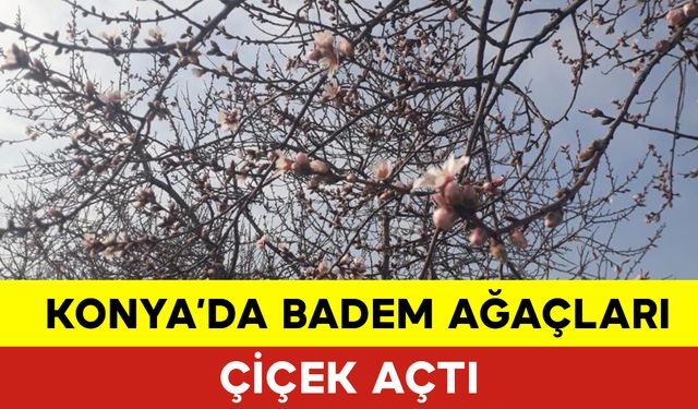 Konya'da Baharın Habercisi Badem Ağaçları Çiçek Açtı