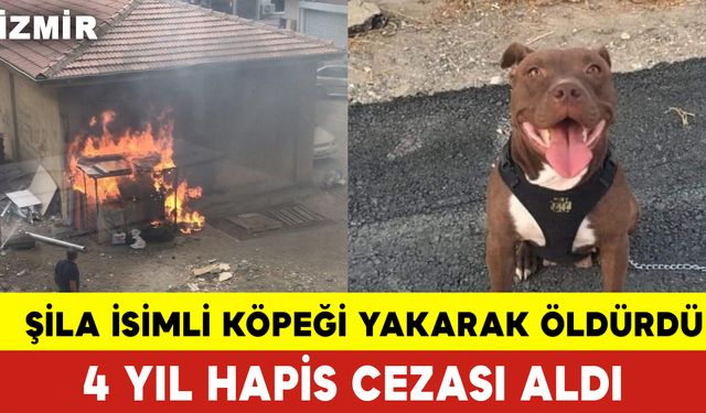 Şila İsimli Köpeği Yakarak Öldüren Şahıs Tutuklandı