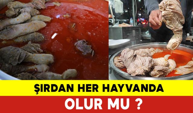 Şırdan Her Hayvanda Olur mu? Şırdan Nedir?