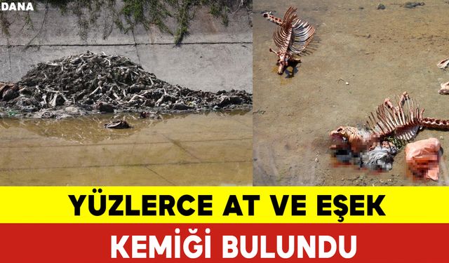 Sulama Kanalında Yüzlerce At ve Eşek Kemiği Bulundu