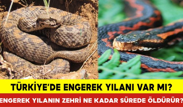 Türkiye’de Engerek Yılanı Var mı? Engerek Yılanın Zehri Ne Kadar Sürede Öldürür?