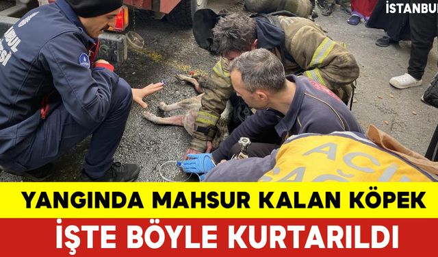 Yangında Mahsur Kalan Köpek Böyle Kurtarıldı