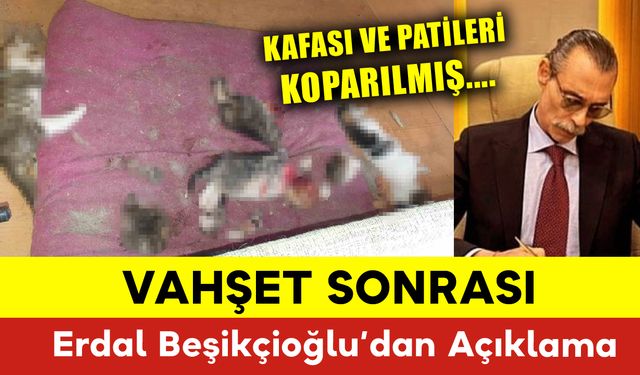 Ankara'da Vahşet: 6 Yavru Kedi Ölü Bulundu