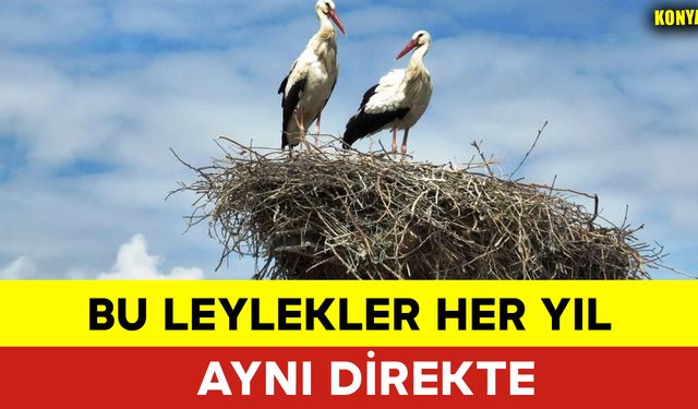 Bu Leylekler Her Yıl Aynı Direkte