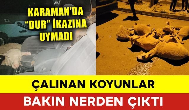 Dur İhtarına Uymadı Çalınan Koyunlar Bakın Nerden Çıktı