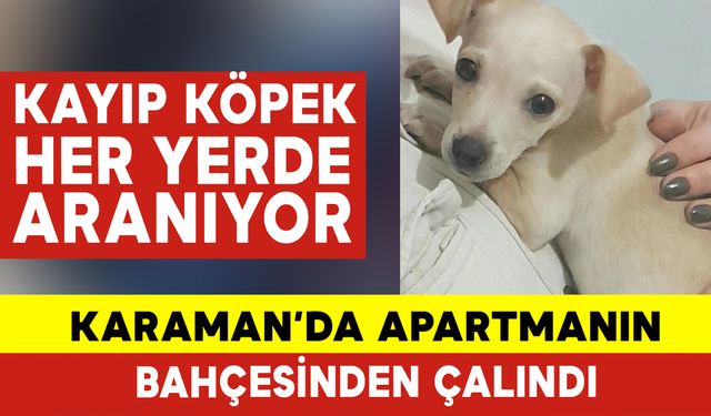 Karaman'da Apartmanın Bahçesinden Köpeği Çalındı