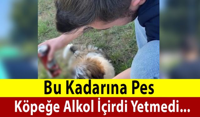 Köpeğe Alkol İçirdi Yetmedi....