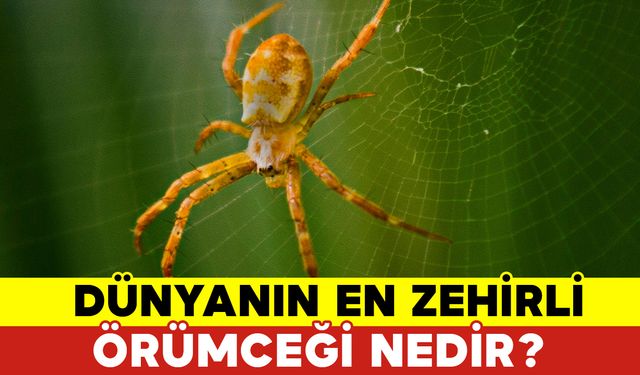 Dünyanın En Zehirli Örümceği Nedir?