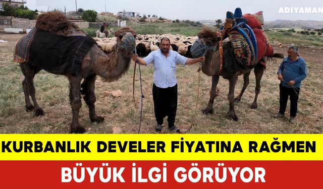 Kurbanlık Develer Fiyatına Rağmen Büyük İlgi Görüyor