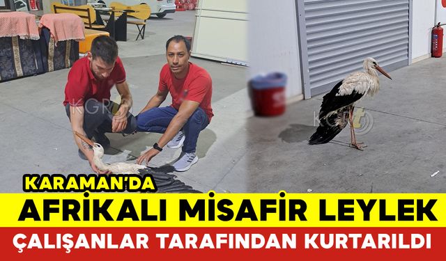 Karaman’da Kanadı Kırılan Leylek Çalışanlar Tarafından Kurtarıldı