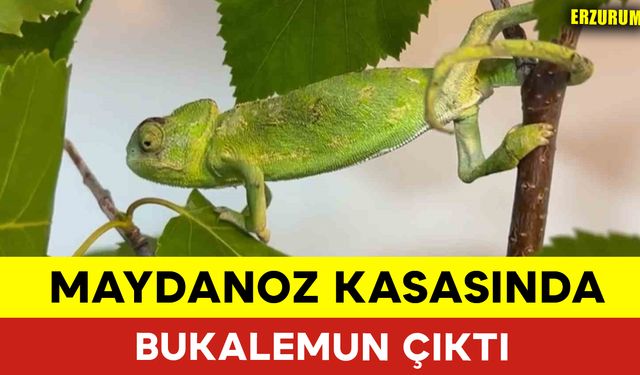 Maydanoz Kasasında Bukalemun Çıktı