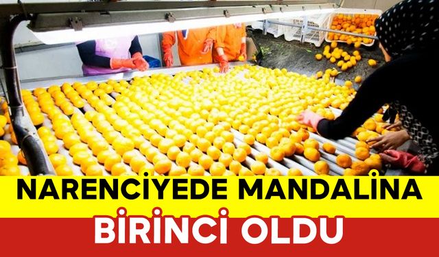 Narenciyede Mandalina Birinci Oldu