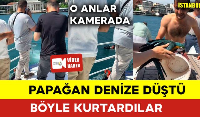 Papağan Denize Düştü Böyle Kurtardılar