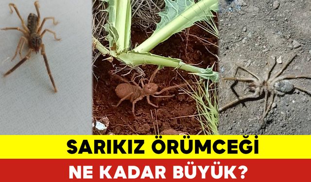 Sarı Kız Örümceği Ne Kadar Büyük?