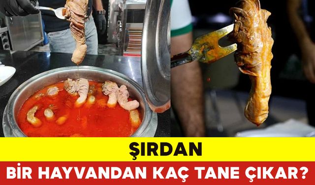 Şırdan Bir Hayvandan Kaç Tane Çıkar?