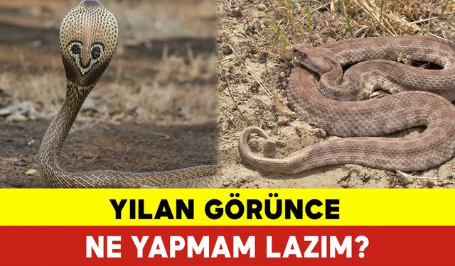 Yılan Görünce Ne Yapmam Lazım?