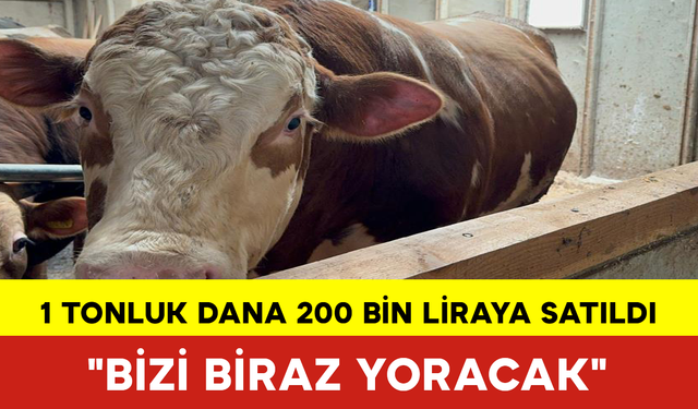 1 Tonluk Dana 200 Bin Liraya Satıldı: "Bizi Biraz Yoracak"