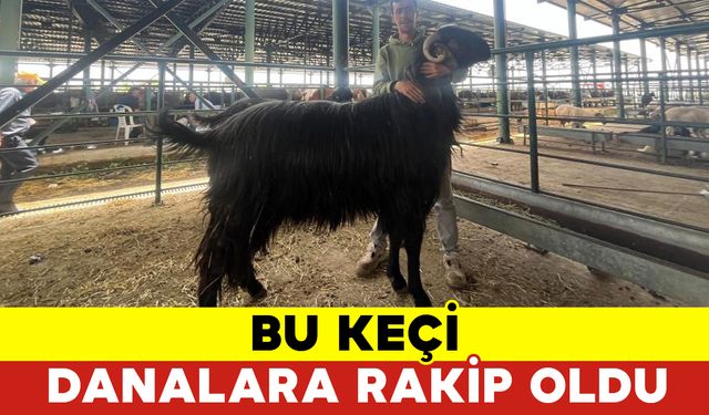 Bu Keçi Danalara Rakip Oldu