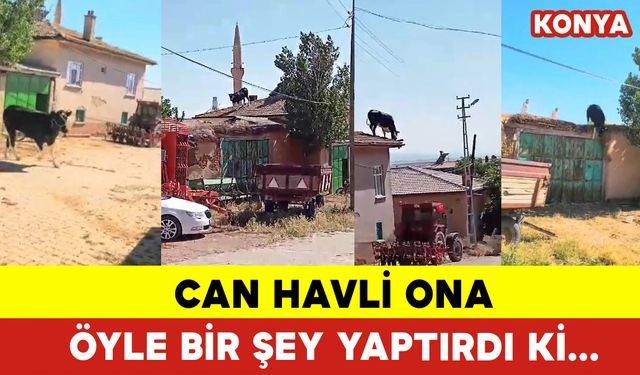 Can Havli Ona Öyle Bir Şey Yaptırdı ki...