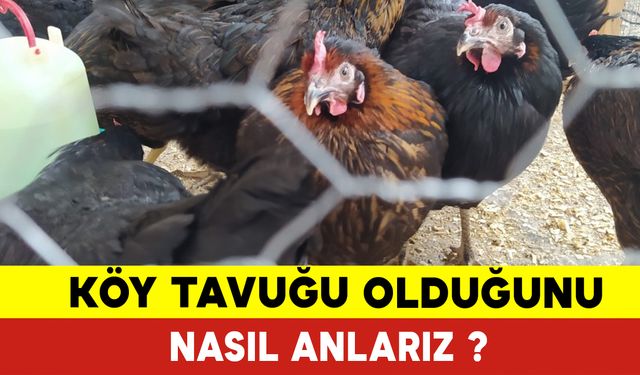 Köy Tavuğu Olduğunu Nasıl Anlarız?