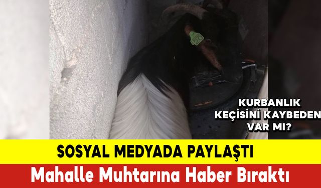 Kurbanlık Keçisini Kaybeden Bu Habere Ses Versin!