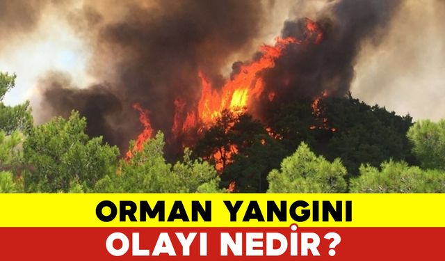 Orman Yangını Olayı Nedir?