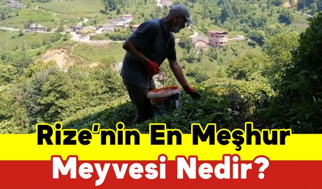 Rize’nin En Meşhur Meyvesi Nedir?