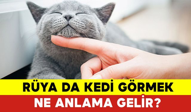 Rüya da Kedi Görmek Ne Anlama Gelir?