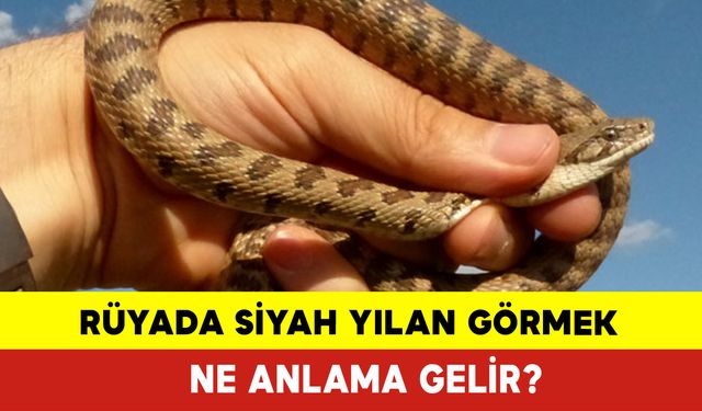 Rüyada Siyah Yılan Görmek Ne Anlama Gelir?