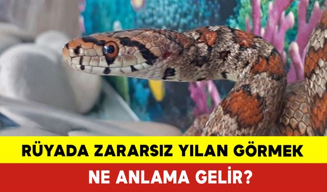 Rüyada Zararsız Yılan Görmek Ne Anlama Gelir?