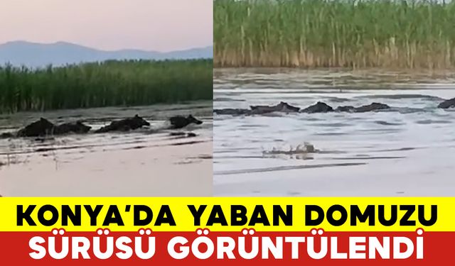 Sazlık İçindeki Yaban Domuz Sürüsü Görüntüledi