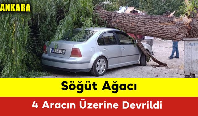 Söğüt Ağacı 4 Aracın Üzerine Devrildi