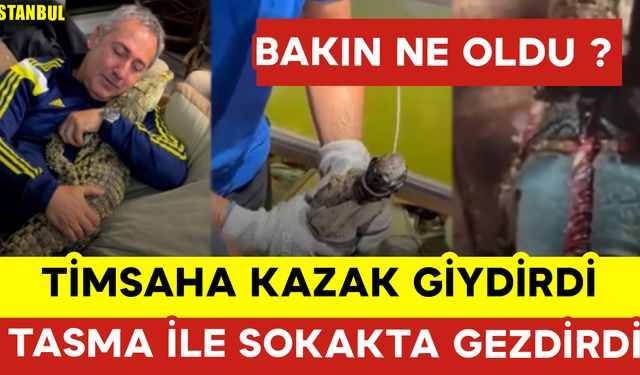 Timsaha Kazak Giydirip Tasmayla Sokakta Gezdirdi