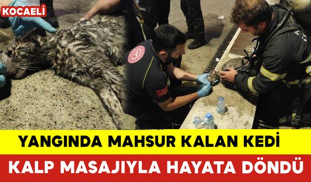 Yangında Mahsur Kalan Kedi Kalp Masajıyla Hayata Döndü