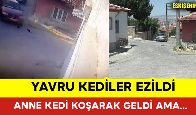 Yavru Kediler Ezildi Anne Kedi Koşarak Geldi Ama...