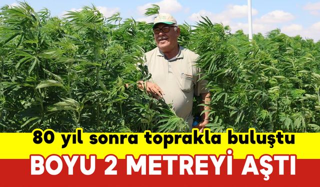 80 Yıl Sonra Toprakla Buluştu Boyu 2 Metreyi Aştı