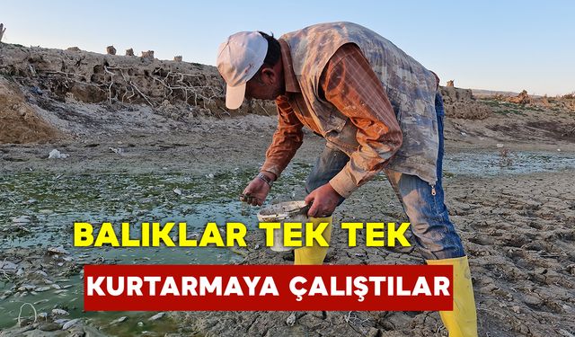 Barajdaki Yavru Balıkları Kovalarla Kurtarmaya Çalıştılar