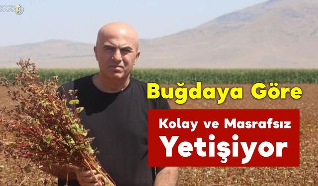 Buğdaya Göre Kolay ve Masrafsız Yetişiyor