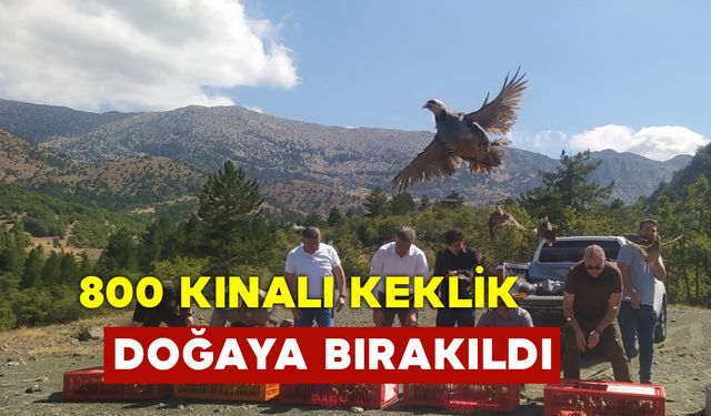 Doğaya 800 Kınalı Keklik Bırakıldı