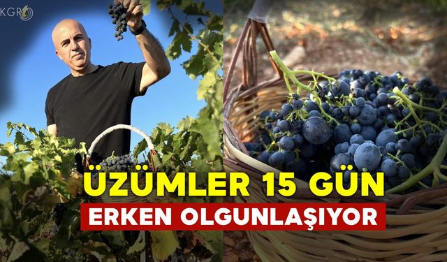 Karaman'da Üzümler Erken Olgunlaşıyor