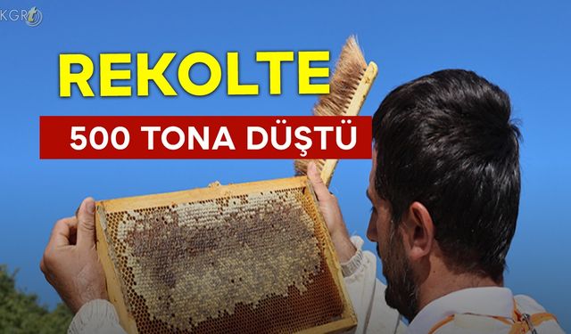 Rekolte 500 Tona Düştü