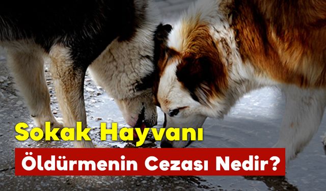 Sokak Hayvanı Öldürmenin Cezası Nedir?