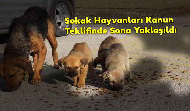 Sokak Hayvanları Kanun Teklifinde Sona Yaklaşıldı