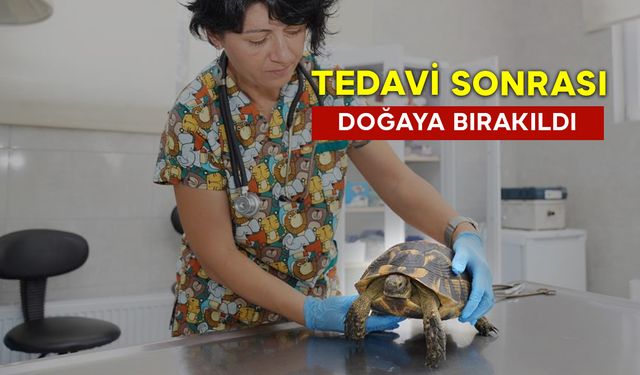 Tedavi Sonrası Doğaya Bırakıldı